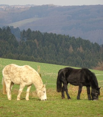 Dawai und Shawnee auf der Winterweide mit dickem Pelz - beide gehen auf die 30 Jahre zu!